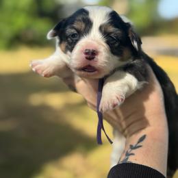 Nana fluffy (purple) - Black and tan female American Corgi puppy in East Oakdale, California from Rhettro Kennels