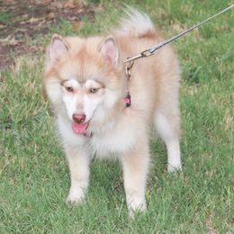 Pomsky Puppies from Highpoint Pomskies
