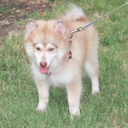 Pomsky Puppies from Highpoint Pomskies
