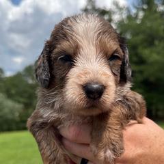 Max - male Australian Mountain Doodle puppy in Trion, Georgia from Big Daddy Doodles