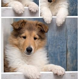 Brooks - Sable and white male Collie puppy in Plato, Minnesota from Minnesota Collies