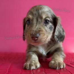 Alan - Dapple male Dachshund puppy in Chandler, Arizona from Vonaducci Doxies, LLC.