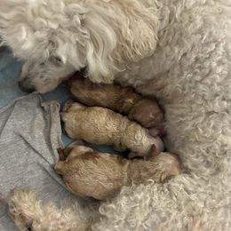 Girl 1 - Cream female Poodle puppy in Bellwood, Nebraska from Sunflower Poodles