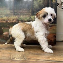 Dolly's Tri Colored Girl - Black white and tan female Chinese Crested puppy in Lexington, Michigan from Affinity