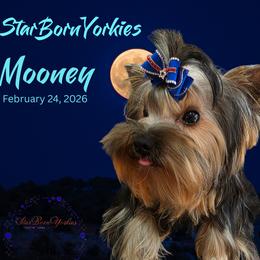Starborn's Rebel Diamond - Blue and gold male Yorkshire Terrier puppy in Northville, Michigan from StarBornYorkies, LLC