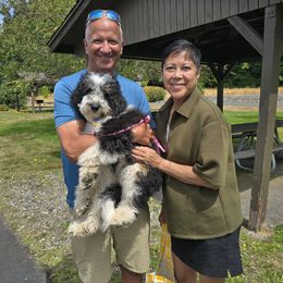 Girl 2 cotton tail - Tri-color female Bernedoodle puppy in Vancouver, Washington from Doo a Little Doodle