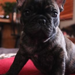 French Bulldogs from Le Petite Lion