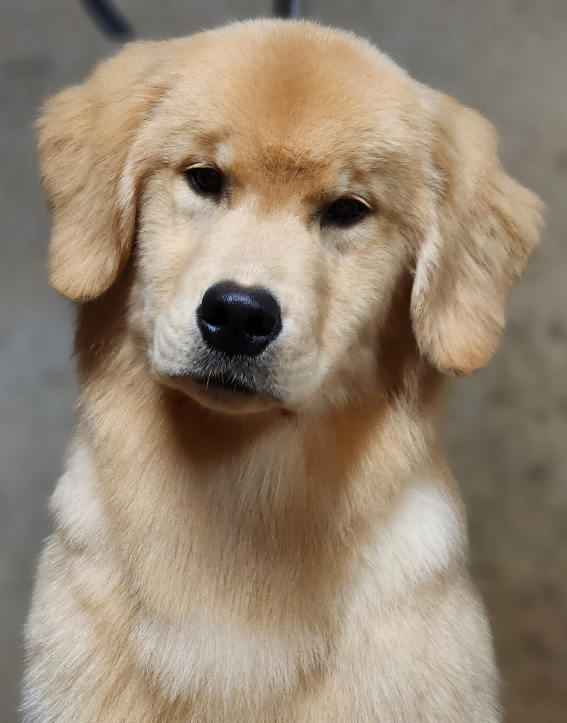 Golden Retriever and Samoyed Puppies from Snowshoe Samoyeds & Impact Golden Retrievers
