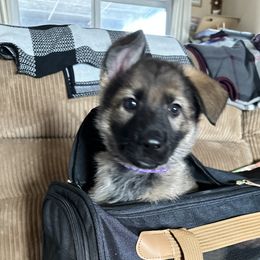 German Shepherd Puppies from Devon Rugerio's German Shepherds