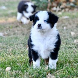 River - Black tri male Toy Australian Shepherd puppy in Bristow, Iowa from Pine Ridge Toy Aussies