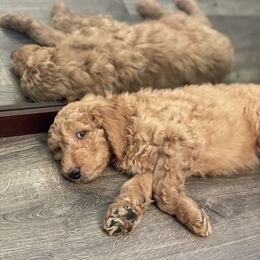 Double Doodle Puppies from Wicker Doodles