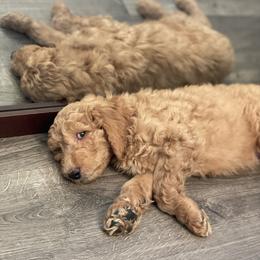 Double Doodle Puppies from Wicker Doodles