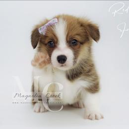 Harmony (RedSable Female 1) - Sable female Pembroke Welsh Corgi puppy in Straughn, Alabama from Magnolia Creek Corgis