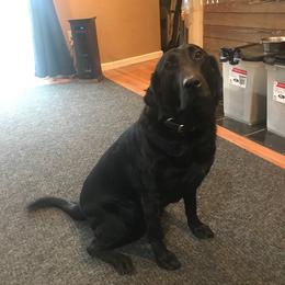 Storm - Labrador Retriever
