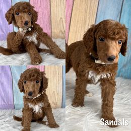 Sandals - Red  Poodle puppy in Swansboro, North Carolina from Monarch Standard Poodles