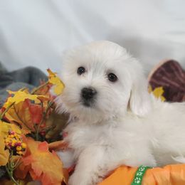 Gadget - White male Coton de Tulear puppy in Westfield, North Carolina from Legacy Pets