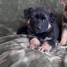 Double - Black and red male German Shepherd puppy in New Cambria, Missouri from Des Hausraben Shepherds
