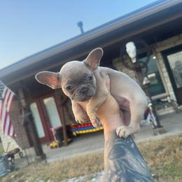 Teal - Blue fawn female French Bulldog puppy in Sherman, Texas from Cole's French Bulldogs