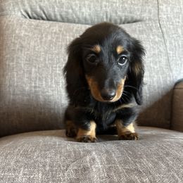 Leo - Black and tan male Dachshund puppy in Tonopah, Arizona from Brandie's Dachshunds