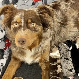 Aussiedoodles and Australian Shepherds from Homestead Aussies & Doodles