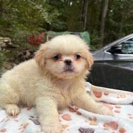 Lulu - White female Pekingese puppy in Apex, North Carolina from Happy puppies
