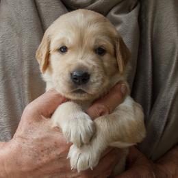 Golden Retriever Puppies from Jacqueline Sigona