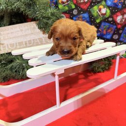 AKC girl 4 pink collar - Dark golden female Golden Retriever puppy in Joshua, Texas from 3 Gun Retrievers