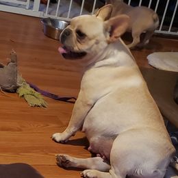 Aurora - French Bulldog