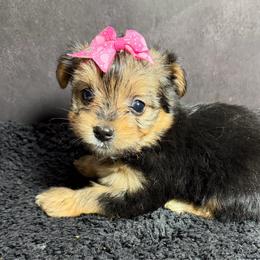 Maple - Black and gold female Shorkie puppy in Ocala, Florida from Yorkie  And Shih Tzu Love