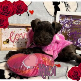 Miniature Schnauzer Puppies from Amaya Lara Schnauzers