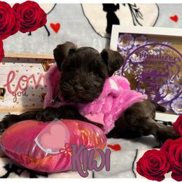 Miniature Schnauzer Puppies from Amaya Lara Schnauzers