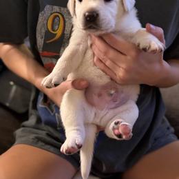 Light blue - Yellow male Labrador Retriever puppy in Temecula, California from Oak Valley Labradors