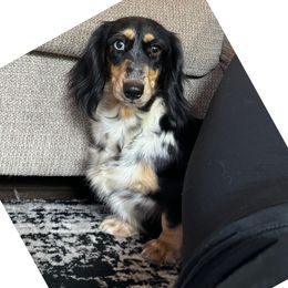 Phantom - Dachshund