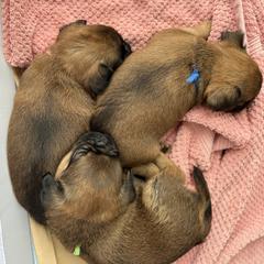 Brussels Griffon Puppies from Griffs & Co.