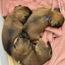 Brussels Griffon Puppies from Griffs & Co.