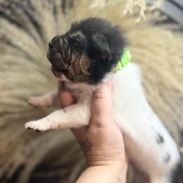 Peppermint - Black male Chinese Shar-Pei puppy in Lehigh Acres, Florida from Florida Wrinkles