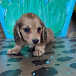Sadie - Cream female Dachshund puppy in Hawley, Texas from Foxy’s Dachshunds & Toy Aussies
