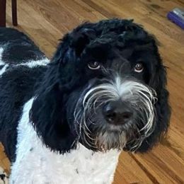 Esme - Australian Labradoodle