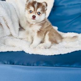 Sushi - Red and white male Pomsky puppy in Yavapai County, Arizona from Pawsh Pomskies