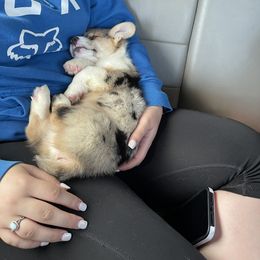 American Corgi and Pembroke Welsh Corgi Puppies from Circle D Corgis