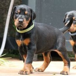 Doberman Pinscher Puppies from Schloss Velburg Dobermanns