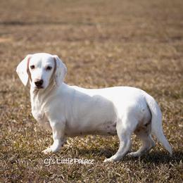 Millie - Piebald female Dachshund puppy in Excel, Alabama from CJ’s Little Palace