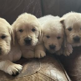 Golden Retriever puppies from Storm Mountain Goldens