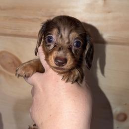 Teddi - Dapple male Dachshund puppy in Washburn, Tennessee from Broken Arrow Miniature Dachshunds