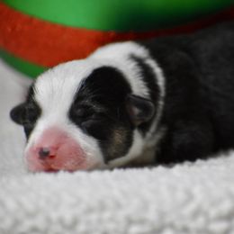 Buddy - Black and tan male Pembroke Welsh Corgi puppy in Gober, Texas from Trigger Time Kennels