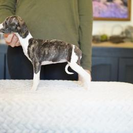 Sydney - Black brindle female Whippet puppy in Atlanta, Georgia from Sinaj