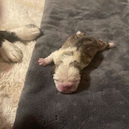 Elsa - Cream female Pug puppy in Placerville, California from Gold Leaf Farm Pugs