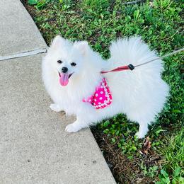 Anna - White female Pomeranian puppy in St. Louis, Missouri from Saint Louis Pomeranian babies