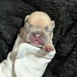Blue - Liver male French Bulldog puppy in Plainview, Texas from The Kings Ransom French Bulldogs