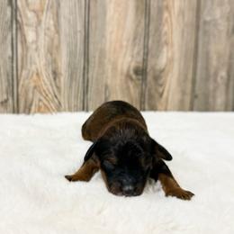 Franny - Sable female Cavapoo puppy in Wamego, Kansas from Doodles of Oz